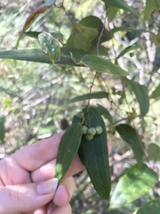 Smilax glyciphylla