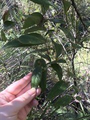 Smilax glyciphylla