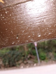 Frontinellina frutetorum