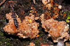 Rigidoporus laetus
