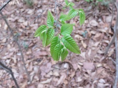 Castanea crenata