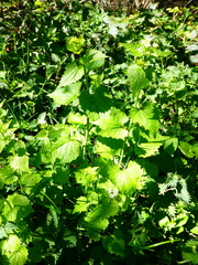 Alliaria petiolata
