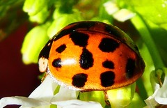 Harmonia axyridis
