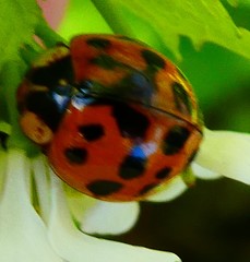 Harmonia axyridis