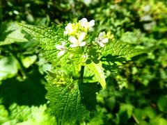 Alliaria petiolata