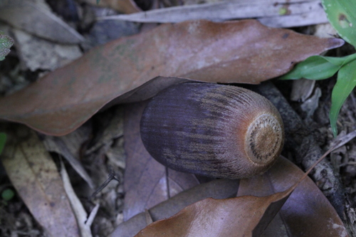 Image of Quercus edithiae by no rights reserved