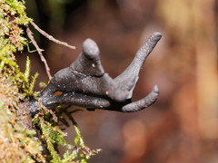 Xylaria castorea