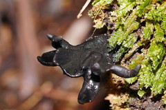 Xylaria castorea