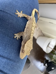 Correlophus ciliatus