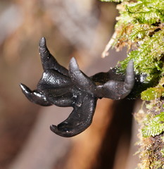 Xylaria castorea