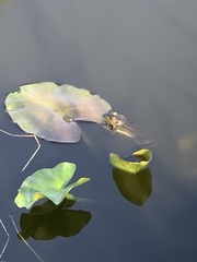 Lithobates grylio