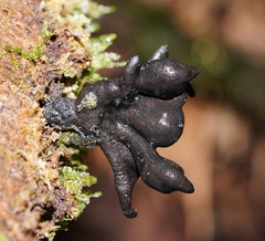 Xylaria castorea