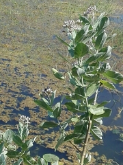 Calotropis gigantea