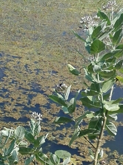 Calotropis gigantea