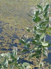Calotropis gigantea