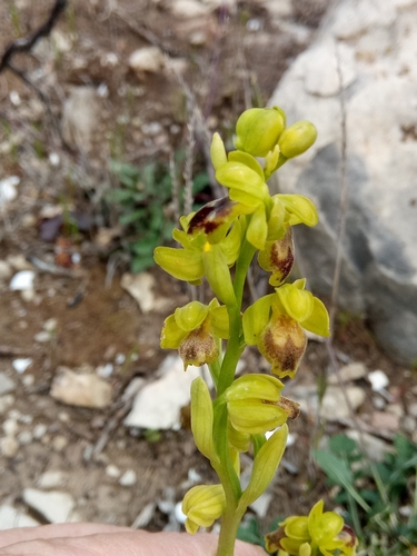 Ophrys × battandieri image