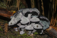 Gerronema waikanaense