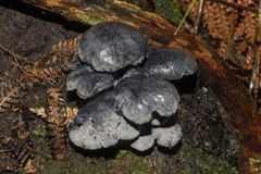 Gerronema waikanaense