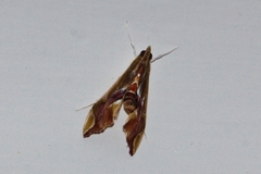 Agathodes musivalis