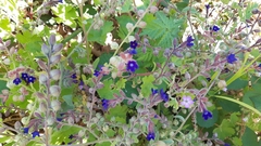 Anchusa undulata