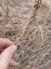 Leonurus quinquelobatus