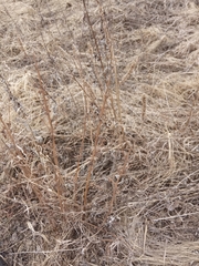 Leonurus quinquelobatus