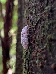 Coelostomidia zealandica