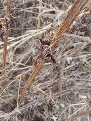 Leonurus quinquelobatus