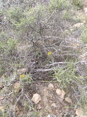Hammada articulata