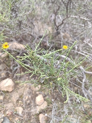 Hammada articulata