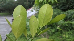Suregada aequorea