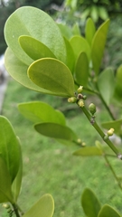 Suregada aequorea