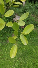 Suregada aequorea