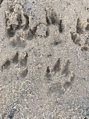 Canis familiaris
