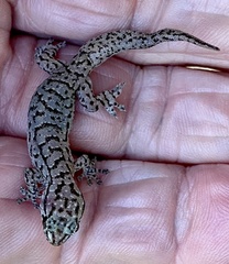 Gehyra variegata