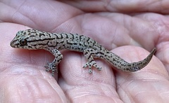 Gehyra variegata