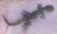 Gehyra variegata