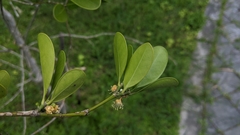 Suregada aequorea