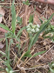 Dactyloctenium radulans