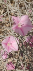 Convolvulus dorycnium