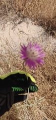 Centaurea crocodylium