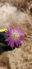Centaurea crocodylium