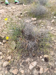 Launaea lanifera