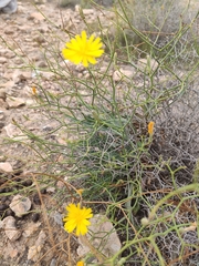 Launaea lanifera