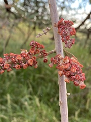 Alectryon oleifolius