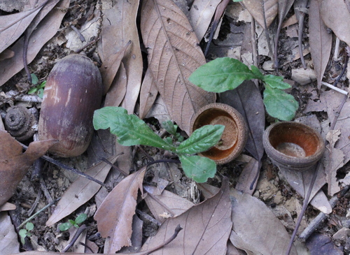 Image of Quercus edithiae by no rights reserved