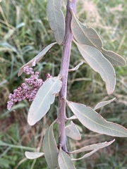 Alectryon oleifolius