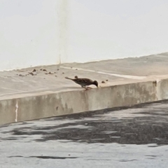 Aves