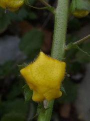 Verbascum betonicifolium image