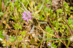 Bombylius fimbriatus